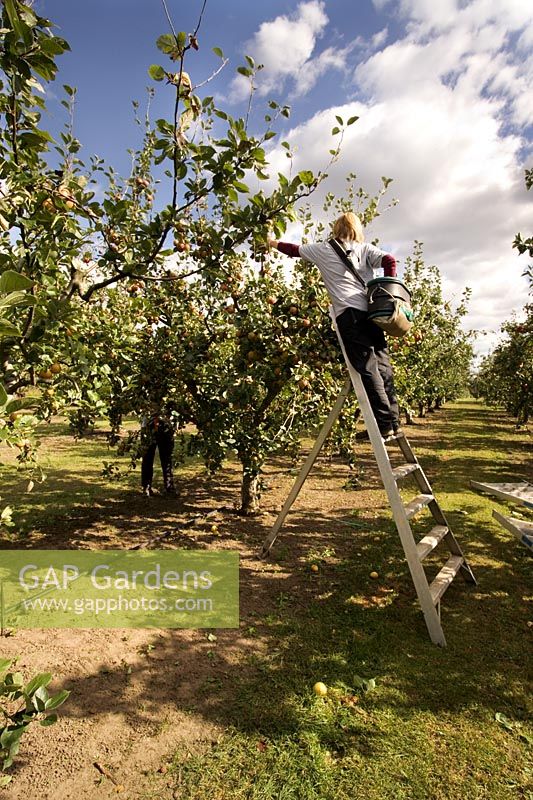 Malus, femme cueillant des pommes sur une échelle en automne