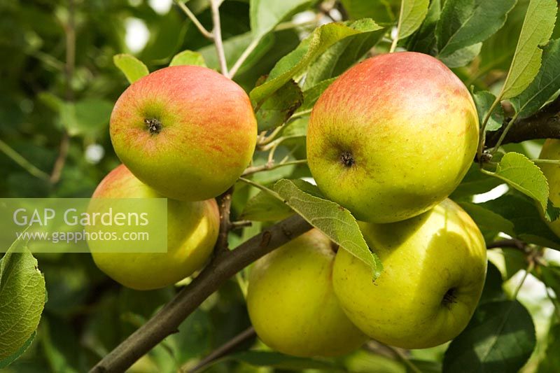 Malus 'Present of Holland' gros plan de pommes sur un arbre en automne