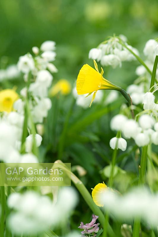 Narcissus bulbocodium - jonquille jupon cerceau jaune - croissant avec Allium paradoxum var normale Peu d'ail fleuri