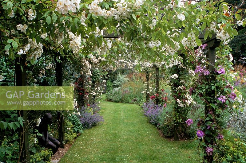 Vue à travers une pergola avec Rosa 'Bobby James' et des clématites dans un jardin privé à Surrey