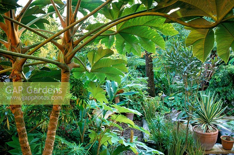 Jardin exotique avec Tetrapanax papayrifera - Usine de papier de riz à Waterford Lane dans le Hampshire