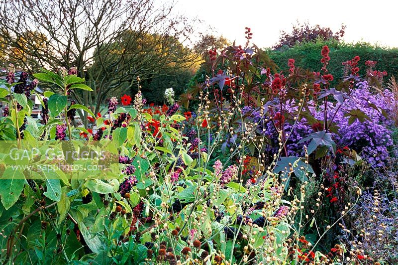Parterre de fleurs mélangé avec Phytolacca americana, Ricinus communis 'Carmencita', Aster corfolius 'Little Carlow' à Eastgrove Cottage à Worcester