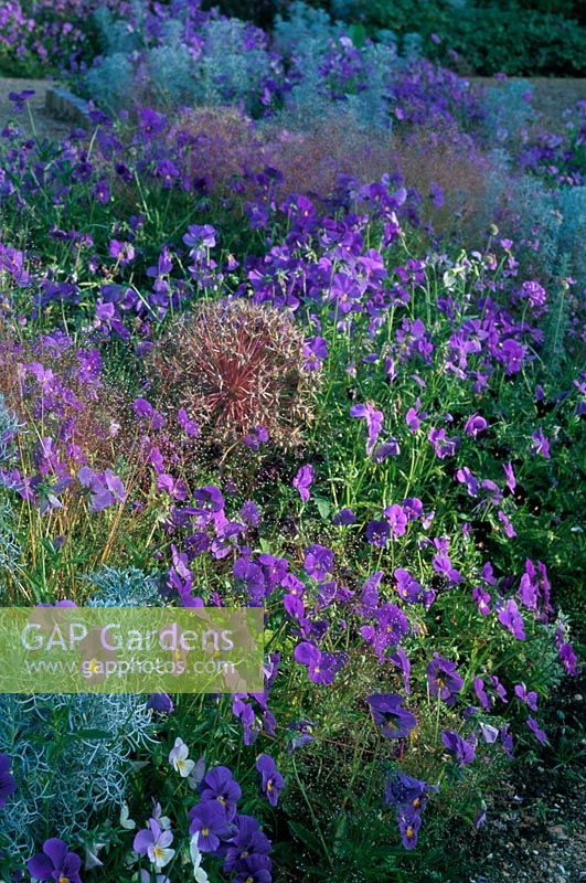 Parterre bleu à Sticky Wicket dans le Dorset. Semis d'alto, Agrostis nebulosa, Allium albopilosum, Artemisia canescens
