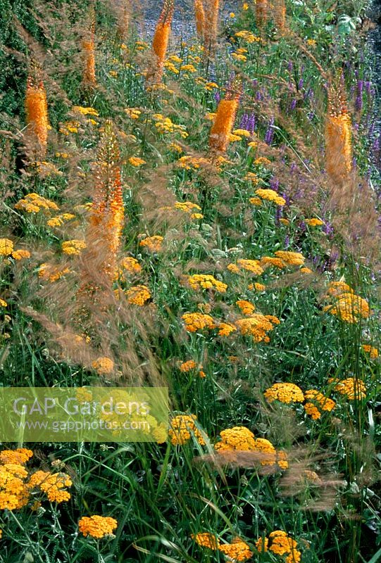 Parterre d'été aux couleurs dorées. Achillea 'Terracotta', Calamagrostis hortorum et Eremurus 'Cleopatra'