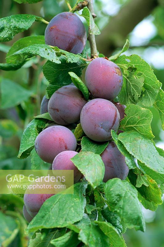Prunus domestica 'Marjorie's plant' Gros plan de prunes violettes sur arbre