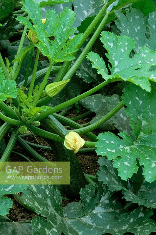 Cucurbita pepo 'Président' - Courgettes