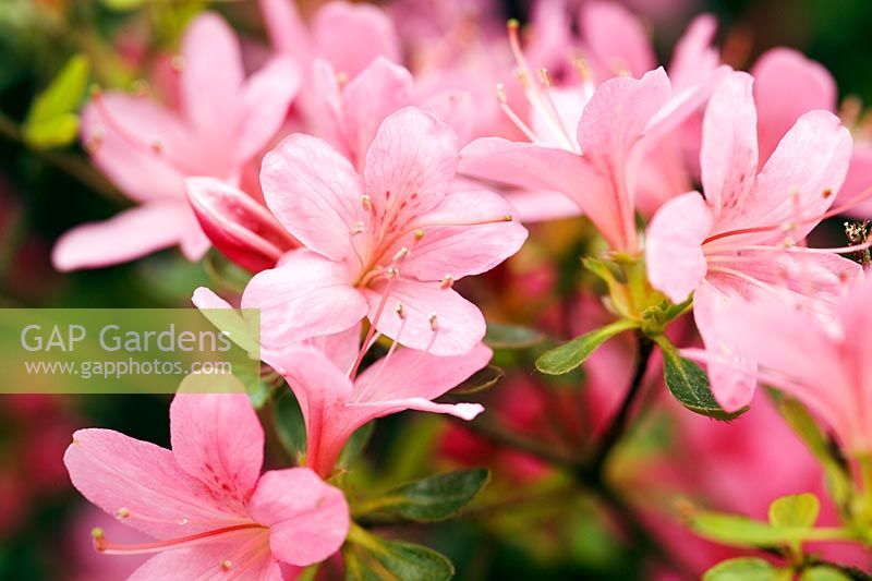 Rhododendron 'Hinomayo' Gros plan de fleurs rose vif au printemps RHS wisley
