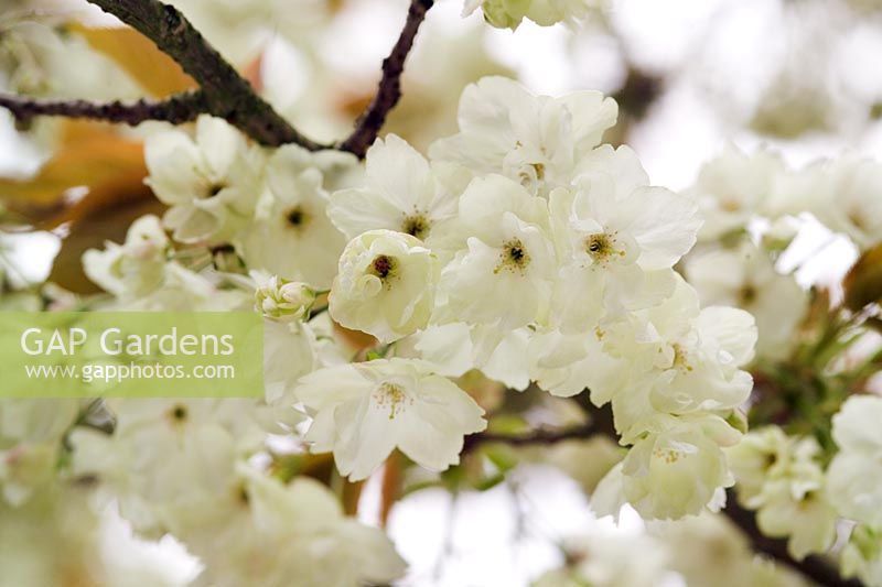 Prunus 'Ukon' - Fleur de cerisier au printemps à Wisley RHS