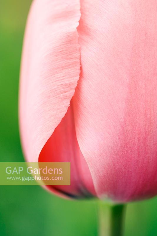 Tulipa 'Pink Impression' - Gros plan extrême de tulipe rose au printemps à Wisley RHS