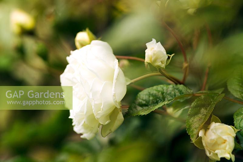 Rosa 'Madeleine Seltzer' - Gros plan de fleurs blanches et de bourgeons en été à Wisley RHS