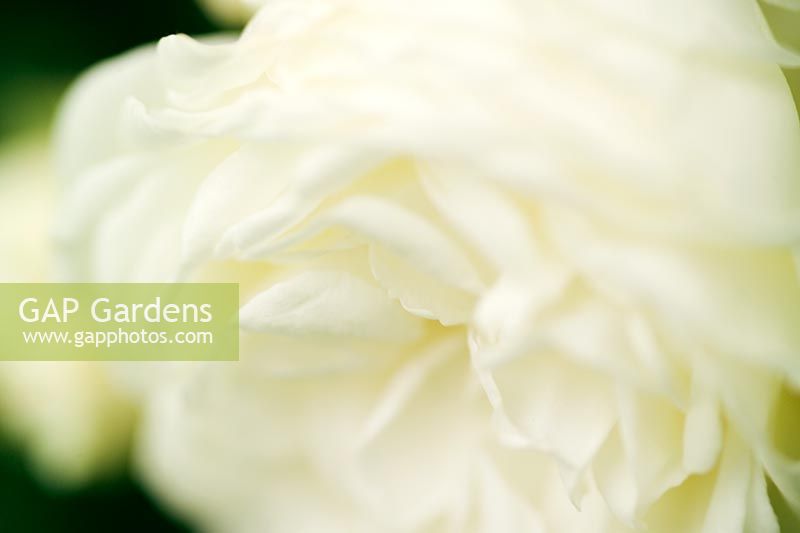 Rosa 'Madeleine Seltzer' - Gros plan d'une fleur blanche en été à Wisley RHS