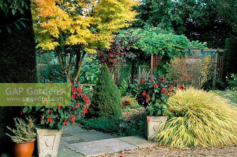 Jardin avec Fuchsia 'Thalia' en pots, Hakonochloa macra 'Aureola', Acer 'Senkaki' et Vitis vinifera purpurea en automne High Meadow à Surrey