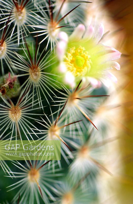 Cactus - gros plan d'épines et délicate fleur jaune