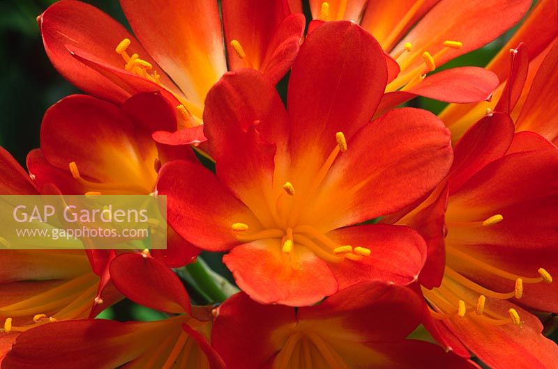 Clivia - gros plan de fleurs orange vif