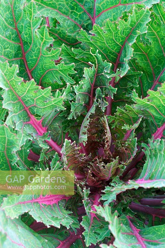 Brassica oleracea var. acephala - Kale 'Plume rouge'