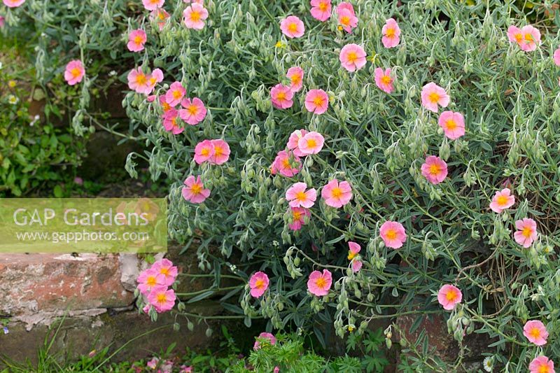 Hélianthemum 'Rhodanthe Carneum'