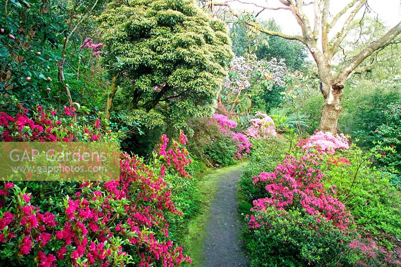 Printemps dans le jardin boisé, voir le long du chemin à travers les azalées et les rhododendrons, Greencombe Gardens dans le Somerset