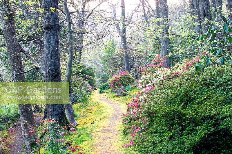 Chemin à travers le jardin boisé du printemps, Greencombe Gardens dans le Somerset
