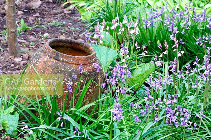 Pot de forçage de rhubarbe avec jacinthes dans le potager à Greencombe Gardens dans le Somerset