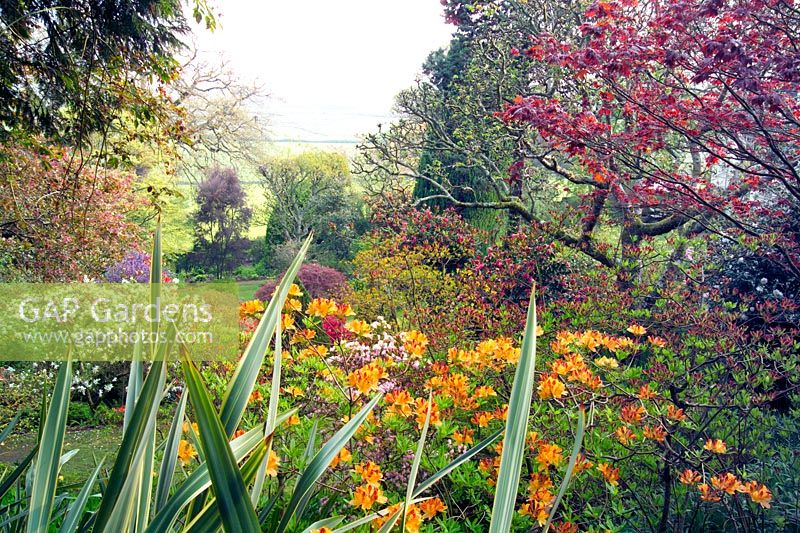 Vue sur le jardin de Bristol Channel à Greencombe Gardens dans le Somerset