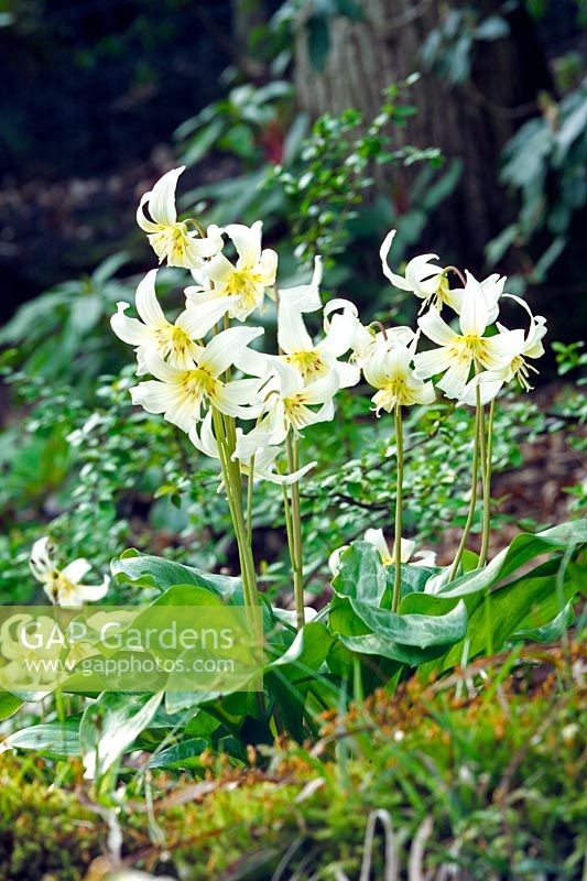 Erythronium californicum 'White Beauty' - Truite Lily