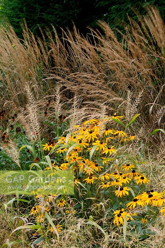 Parterre de fleurs avec Rudbeckia, Calamagrostis et Hystrix patula dans Knoll Gardens près de Ferndown dans le Dorset