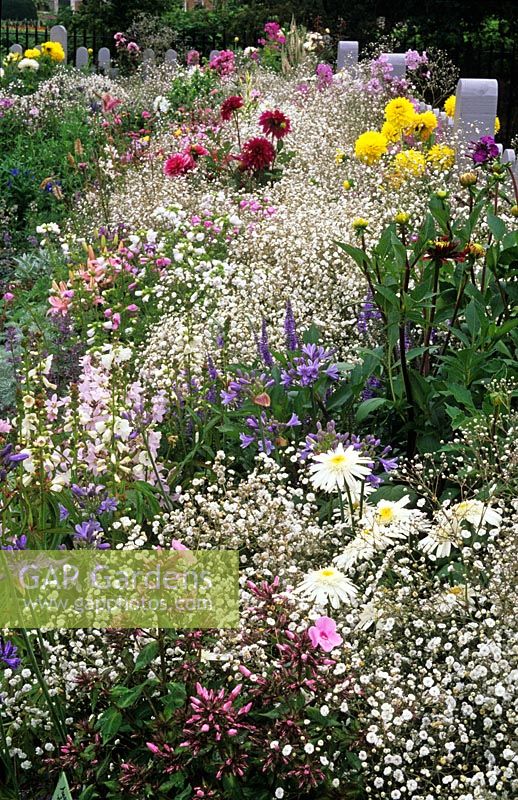 Gypsophylla 'Bistol Fairy' avec des vivaces en parterre de fleurs le long d'une clôture blanche à Hampton Court 1997