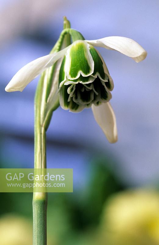 Galanthus 'Cordelia' - Perce-neige