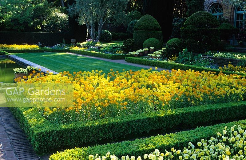 Grand parterre de fleurs formel avec Erysimum 'Filoli Soft Yellow' - Giroflées à Filoli, Woodside, Californie, USA