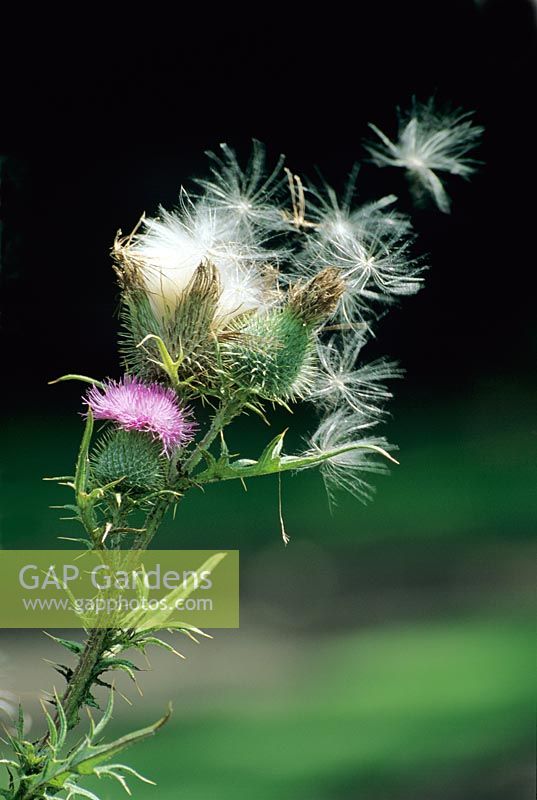 Centaurea - graines soufflant dans le vent