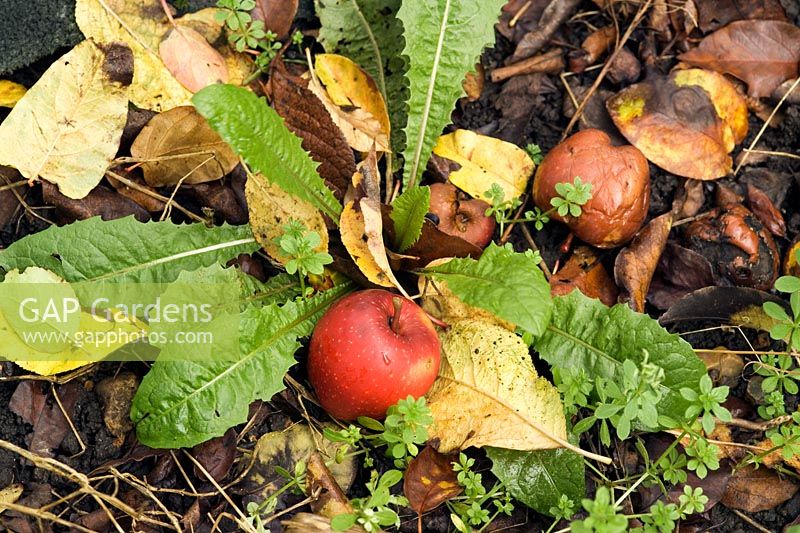 Pommes pourries sur tas de compost en automne
