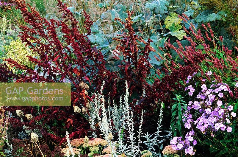 Parterre d'automne avec Atriplex hortensis - Orache rouge, Phlox paniculata 'Skylight' et Artemisia 'Valerie Finnis'