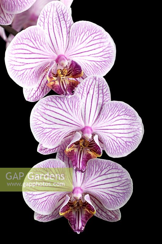 Phalaenopsis 'Malibu Merlot' - Orchidée