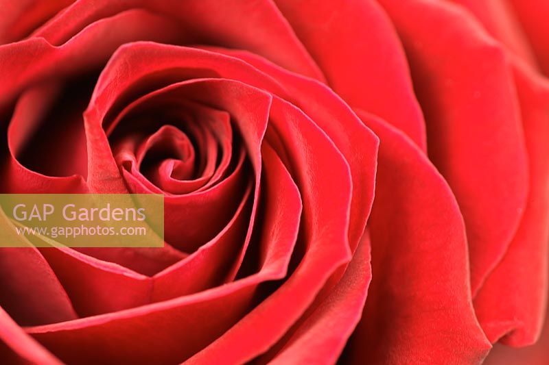Rosa - Gros plan d'une rose rouge