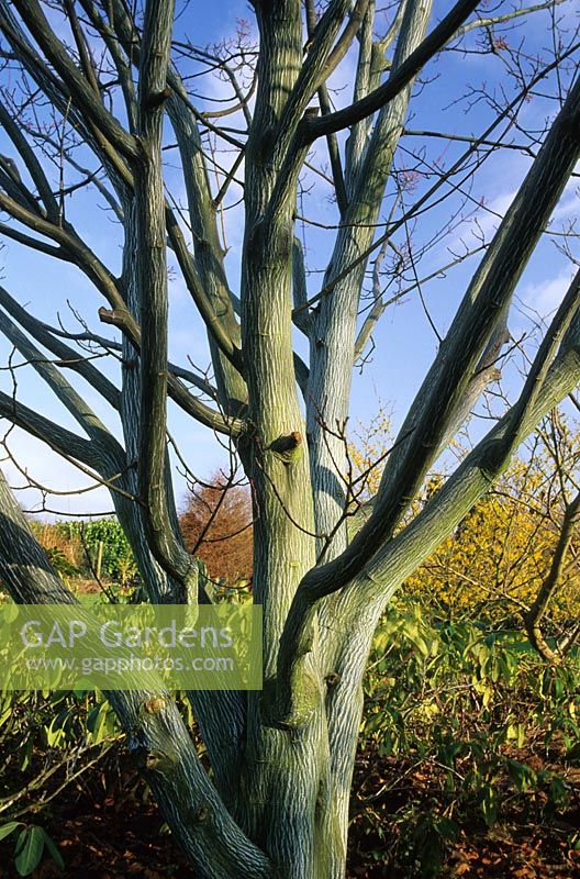 Acer tegmentosum en hiver