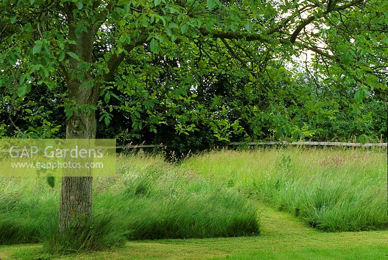 Juglans - Noyer dans un pré avec de longues herbes et des chemins fauchés à Pannells Ash Farm dans l'Essex