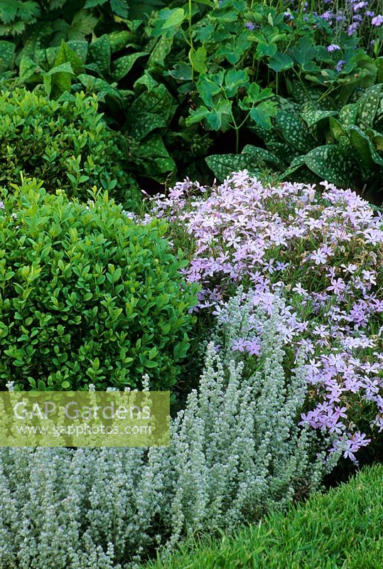 Combinaison de parterres de fleurs avec boîte topiaire, Phlox subulata et Artemisia à Pannells Ash Farm dans l'Essex