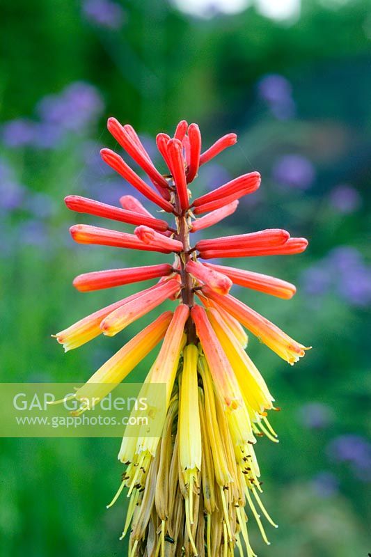 Kniphofia 'Maid of Orleans' - Red Hot Poker