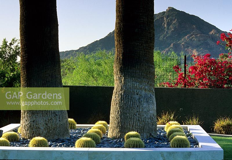 Parterres de fleurs surélevés avec de grands arbres et cactus au jardin Kotoske à Phoenix, Arizona USA