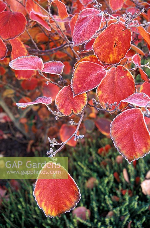 Hamamelis x intermedia 'Diane' - Hamamélis en couleur d'automne avec givre