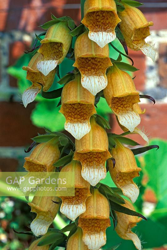 Digitalis laevigata - Foxgloves