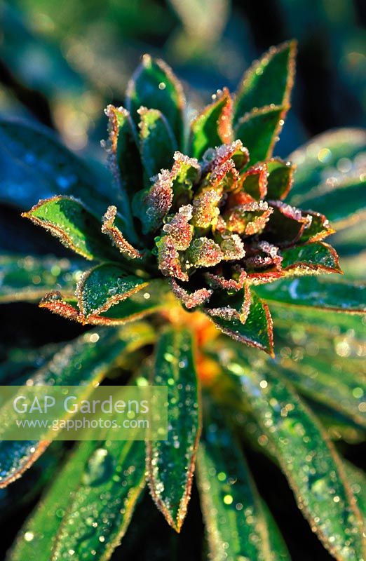 Euphorbia 'Redwing' - Euphorbe