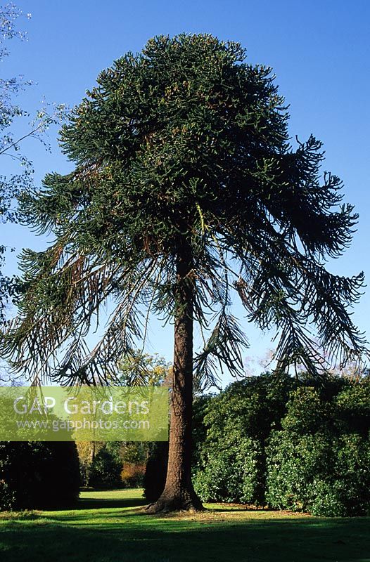 Araucaria araucana - Puzzle de singe TreeValley Gardens à Surrey