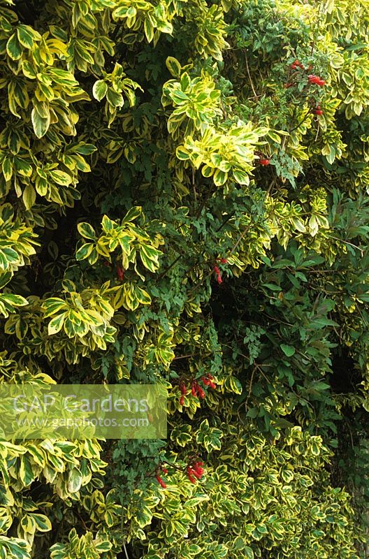 Eccremocarpus scaber poussant à travers Euonymus fortunei radicans 'Variegata'