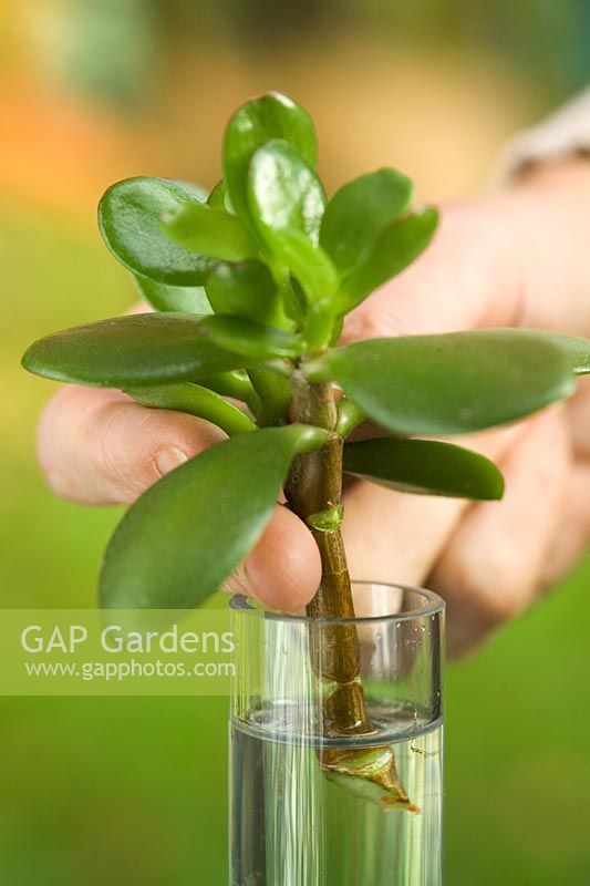 Coupe d'arbre de jade - Crassula argenta