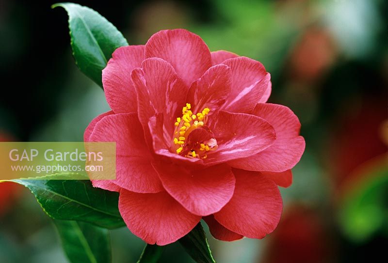 Camellia japonica 'Lady Vansittart Pink'