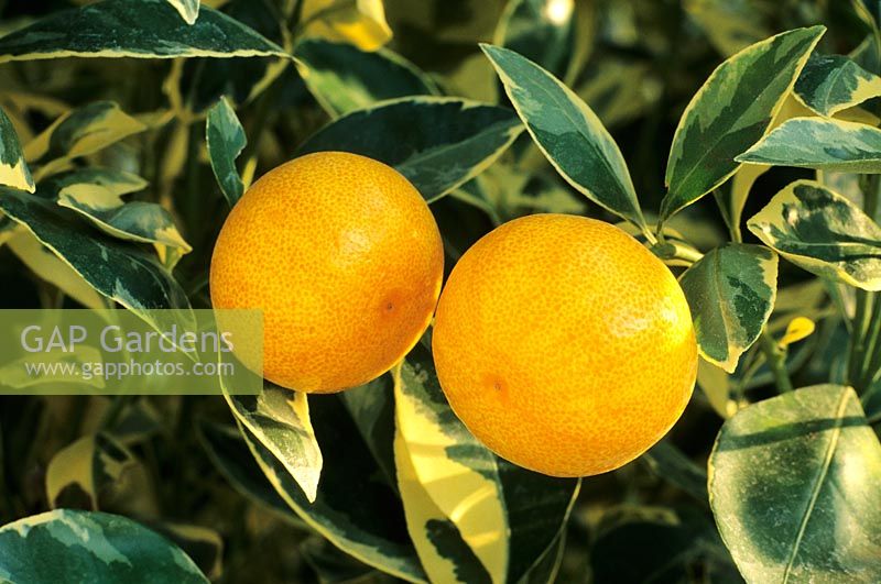 Citrus mitis 'Variegata'