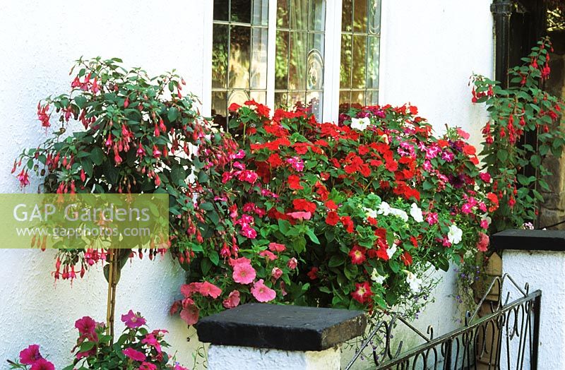 Jardinière colorée à fleurs d'été à l'ombre avec Impatiens - Busy Lizzies Fuchsias standard à côté.