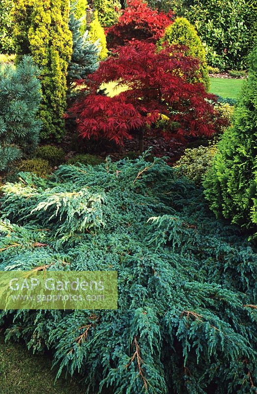 Juniperus squamata 'Blue Carpet' - Genévrier bleu prostré soutenu par Acer palmatum dissectum 'Garnet'