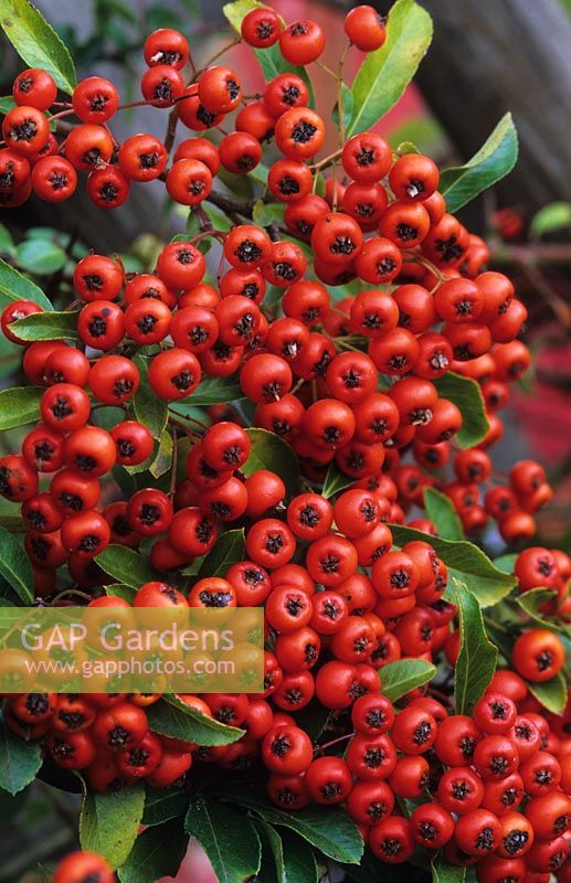 Pyracantha 'Mohave'